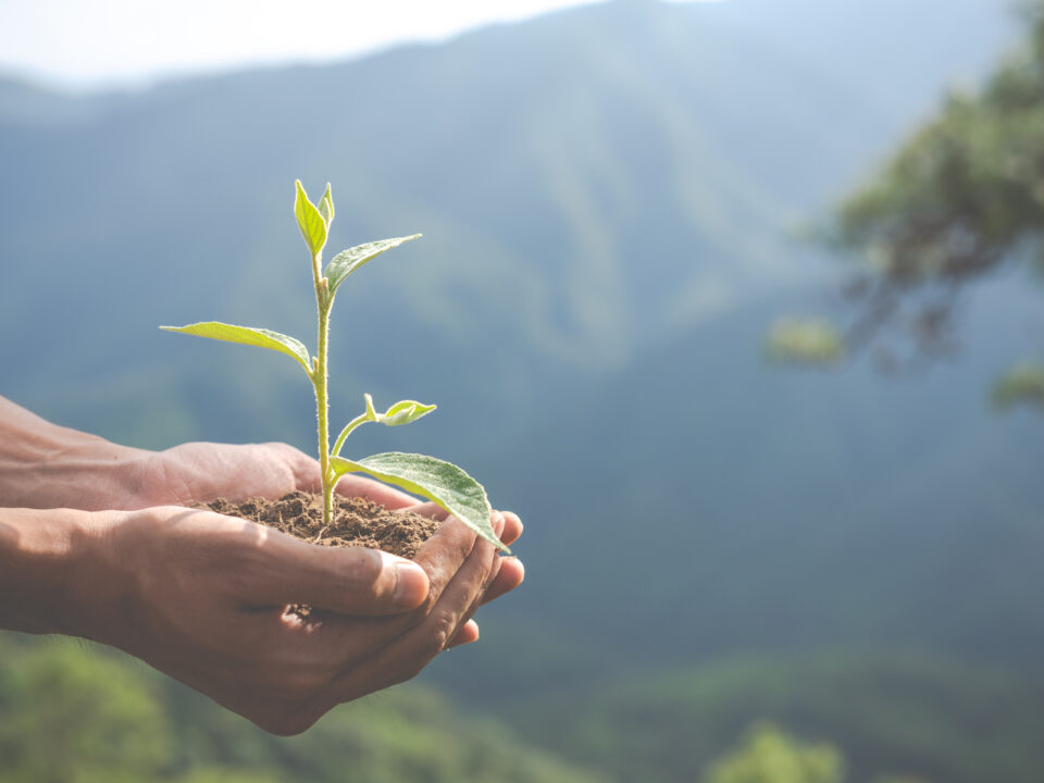Justiça Ambiental: Como a Advocacia Contribui para a Proteção dos Recursos Naturais