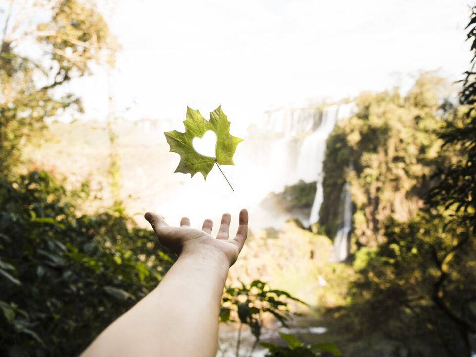 Direito Ambiental em Foco: Caminhos Legais para a Sustentabilidade