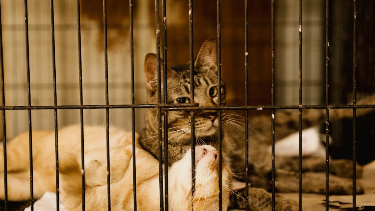 Adoção de Pets: O Que Saber Antes de Adotar