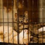 Adoção de Pets: O Que Saber Antes de Adotar