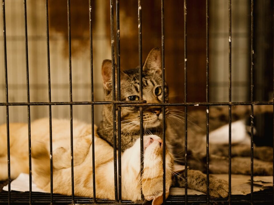 Adoção de Pets: O Que Saber Antes de Adotar